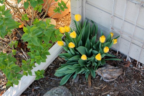 Glossi Yellow Tulips