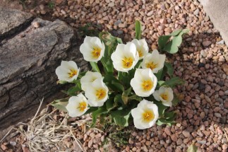 Santa Fe Tulips
